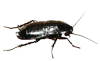 disinfestazione scarafaggi